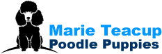 marieteacuppoodlepuppies.com